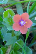 Lysimachia arvensis
