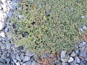 Euphorbia serpens
