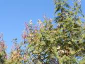 Leucaena esculenta