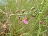 Phaseolus maculatus ssp. maculatus