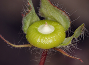 Eremalche rotundifolia