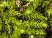 Whipple's Claopodium Moss
