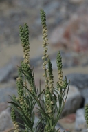 Oligomeris linifolia