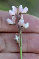Lupinus bicolor