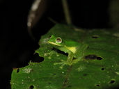 Golden-flecked Glass Frog