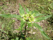 Euphorbia cuphosperma