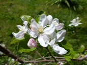Malus domestica