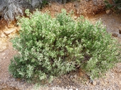 Arctostaphylos manzanita ssp. elegans
