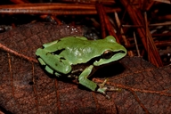 Hyla eximia