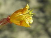 Oenothera drummondii ssp. thalassaphila
