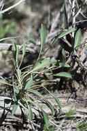 Streptanthus oliganthus