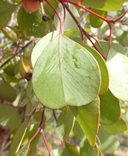 Eucalyptus orbifolia