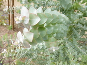 Eucalyptus kruseana