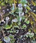 Cladonia asahinae