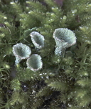 Cladonia asahinae