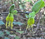 Thymelaeaceae