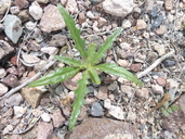 Mentzelia involucrata