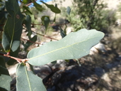 Quercus oblongifolia