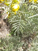 Cassia artemisioides