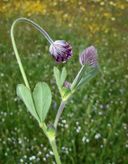 Trifolium pedemontanum
