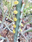 Euphorbia schinzii