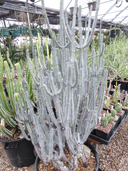 Euphorbia setispina