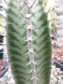 Euphorbia confinalis ssp. rhodesiaca