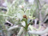Euphorbia gariepina ssp. balsamea