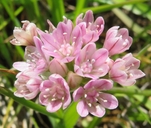 Photo of Allium hickmanii