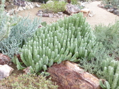 Euphorbia resinifera