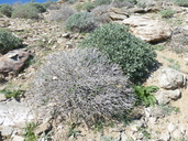 Encelia farinosa