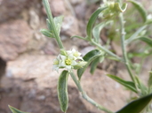 Argythamnia lanceolata