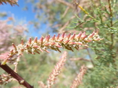 Tamarix ramosissima