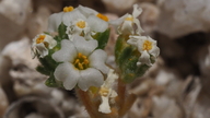Linanthus maculatus ssp. emaculatus