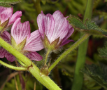Sidalcea malviflora ssp. rostrata