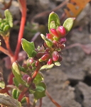 Monolepis nuttalliana