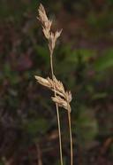 Poa cusickii ssp. epilis