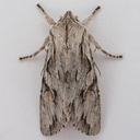 Crucialis Woodling Moth