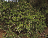 White Leaf Common Manzanita