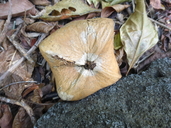 Barringtonia asiatica