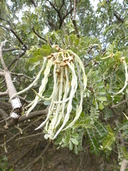 Sophora chrysophylla