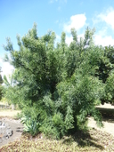 Euphorbia tirucall