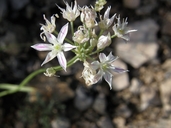 Allium kunthii