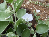 Jacquemontia ovalifolia