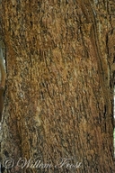 Breonadia salicina