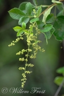 Searsia pyroides