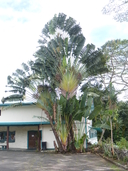 Traveller's Palm Tree