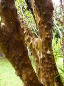 Myrciaria cauliflora