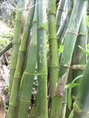 Bambusa beecheyana