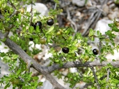 Condalia viridis